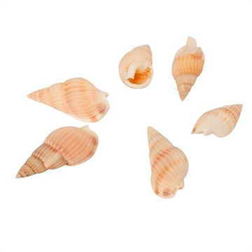 Deco small sneglehuse rosa